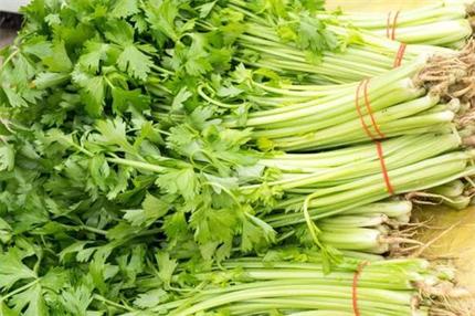 芹菜營(yíng)養(yǎng)價(jià)值品及分類(lèi)上海蔬菜配送